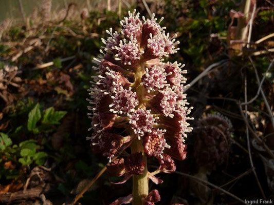 Petasites hybridus / Gewöhnliche Pestwurz    IV-V