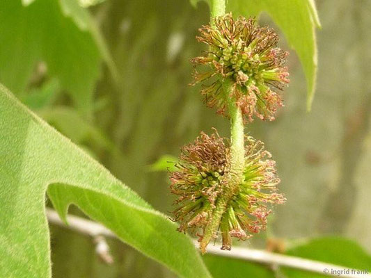 Platanus x hispanica - Bastard-Platane