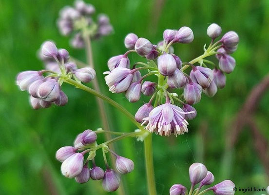 Thalictrum aquilegiifolium / Akeleiblättrige Wiesenraute