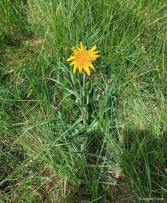 Tragopogon orientalis / Orientalischer Bocksbart