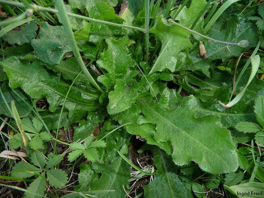 Hypochaeris radicata / Gewöhnliches Ferkelkraut   (03.10.2012; Straßenrand in Weißenau)