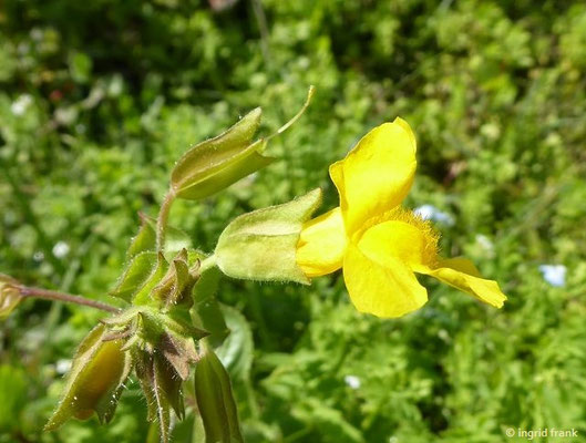 Mimulus guttatus / Gefleckte Gauklerblume