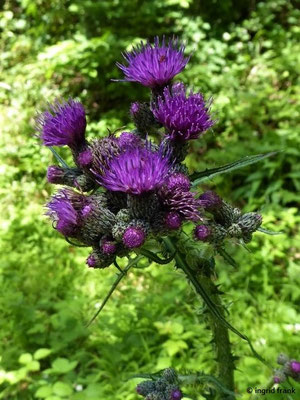 Cirsium palustre / Sumpf-Kratzdistel