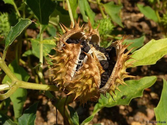 Datura stramonium / Weißer Stechapfel  (30.08.2015; Botanischer Garten Universität Heidelberg)