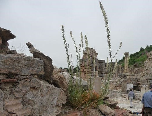 Reseda alba / Weiße Resede