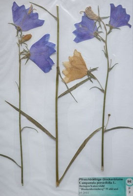 Campanula persicifolia / Pfirsichblättrige Glockenblume  (05/2011; Ihringen) (Herbarium Dr. Wolf v. Thun)
