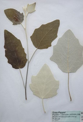 Populus x canescens / Grau-Pappel   III-IV      (Herbarium Dr. Wolf von Thun)