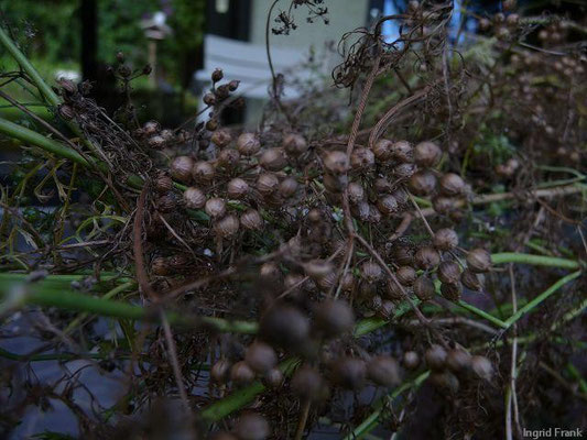 Coriandrum sativum - Koriander