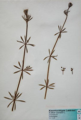 Galium spurium / Kleinfrüchtiges Kletten-Labkraut    V-X    (Herbarium Dr. Wolf von Thun)