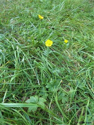 Ranunculus acris ssp. friesianus / Fries' Scharfer Hahnenfuss