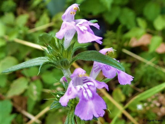 Galeopsis ladanum - Acker-Hohlzahn