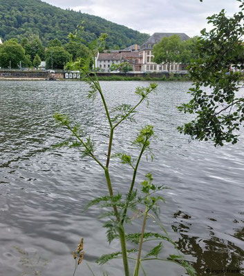25.05.2025 - Neckarufer in Heidelberg