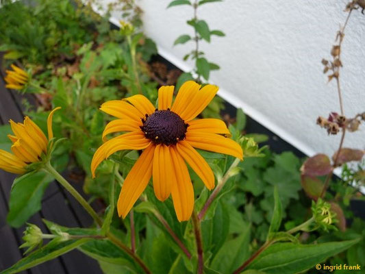 Rudbeckia spec. (2 Arten)