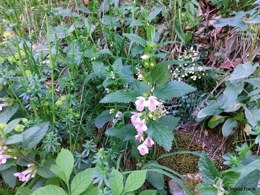 Melittis melissophyllum / Immenblatt
