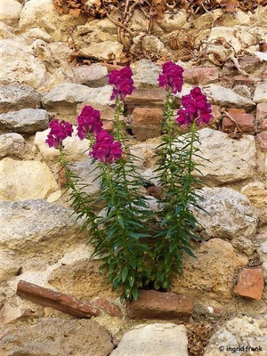 Antirrhinum majus / Großes Löwenmaul