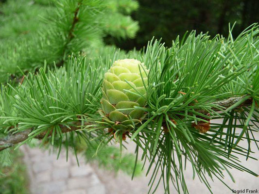 Larix kaempferi / Japanische Lärche