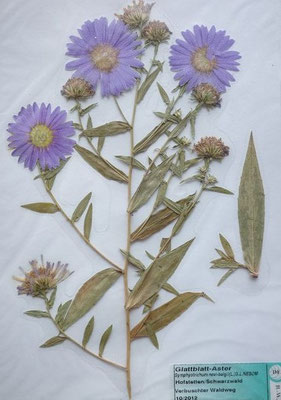 Symphyotrichum novi-belgiae / Neuengland-Herbstaster   IX-X    (Herbarium Dr. Wolf von Thun)