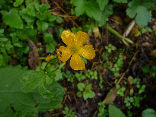 Ranunculus montanus / Berg-Hahnenfuß    IV-VII(-IX)