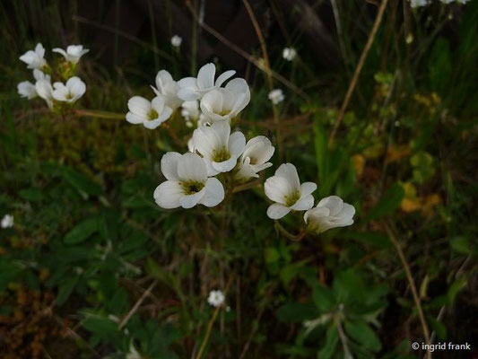 Saxifraga granulata / Knöllchen-Steinbrech    V-VI