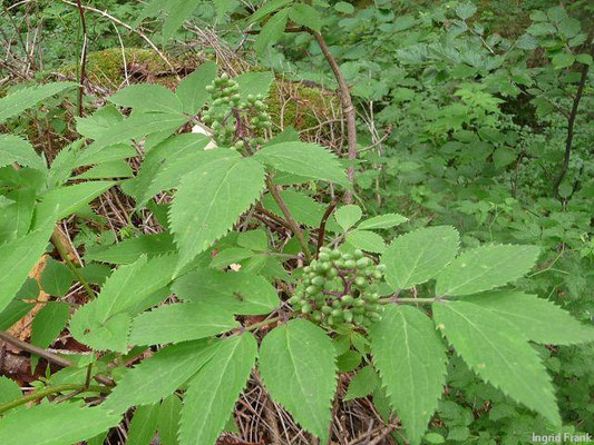 Sambucus racemosa / Trauben-Holunder  (08.06.2010; Röthenbach)