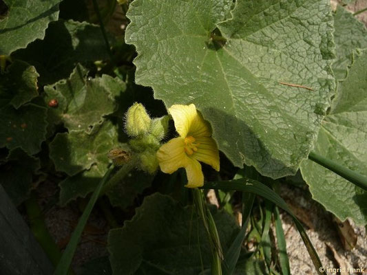 Ecballium elaterium / Spritzgurke