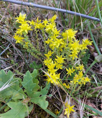 Sedum acre / Scharfer Mauerpfeffer