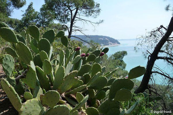 Opuntia ficus-indica / Echter Feigenkaktus