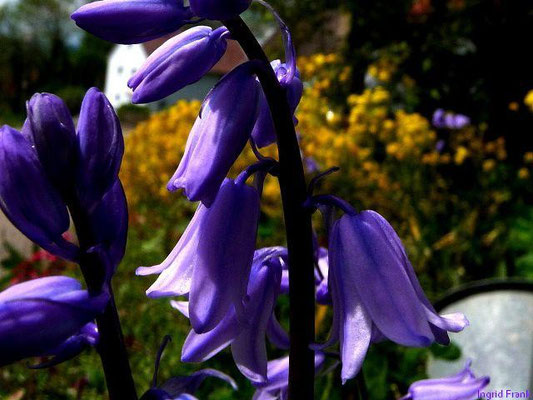 12.05.2010-Hyacinthoides non-scripta - Hasenglöckchen