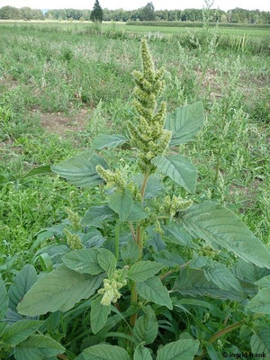 Amaranthus retroflexus - Zurückgebogener Amarant