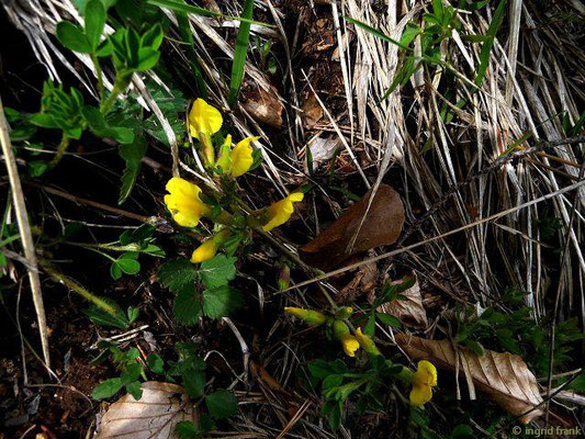 Chamaecytisus hirsutus / Behaarter Zwergginster