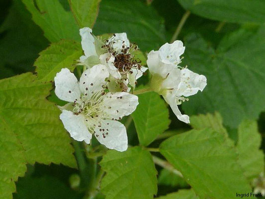 Rubus spec. / Rubus-Arten