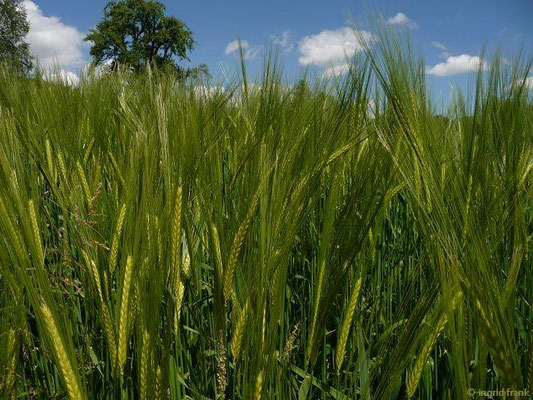 Hordeum vulgare - Saat-Gerste