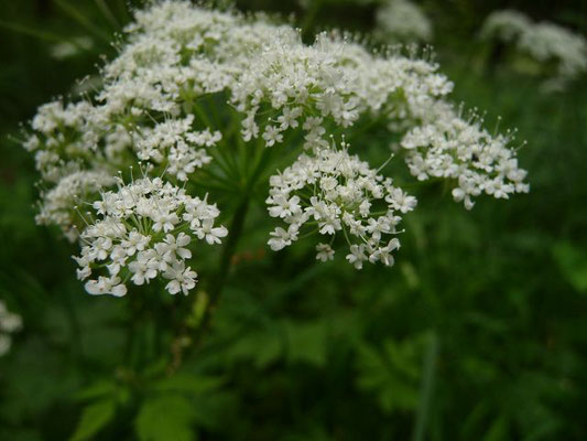 Chaerophyllum hirsutum - Behaarter Kälberkropf