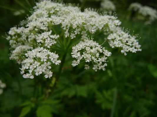 Chaerophyllum hirsutum - Behaarter Kälberkropf