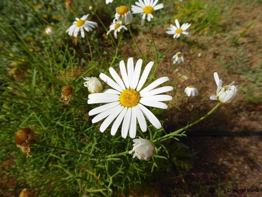 Argyranthemum frutescens / Strauchige Kanarenmargerite