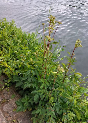 Filipendula ulmaria / Echtes Mädesüß