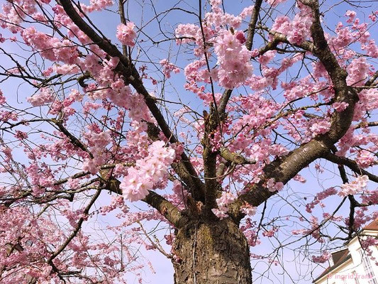 Prunus serrulata / Japanische Blüten-Kirsche
