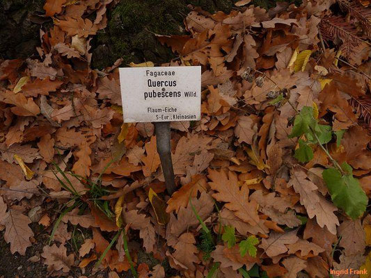 Quercus pubescens / Flaum-Eiche (18.11.20; Botanischer Garten Leipzig)