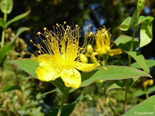 Hypericum hircinum - Bocks-Johanniskraut    (V-IX)