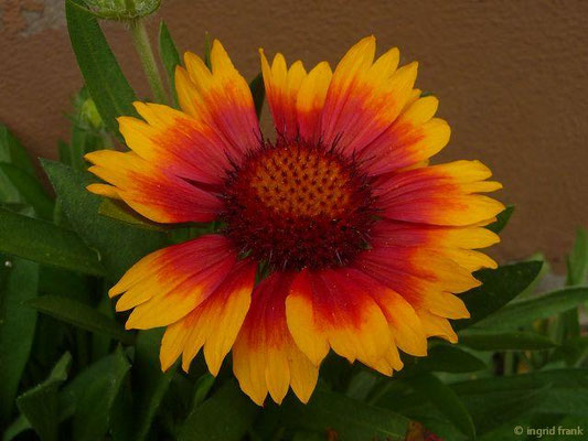 Gaillardia - Kokardenblume