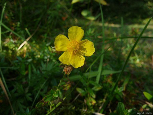 Helianthemum nummularium / Gewöhnliches Sonnenröschen    V-X