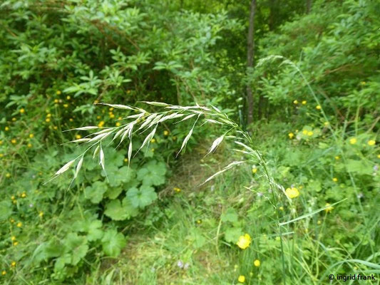 Arrhenatherum elatius / Glatthafer