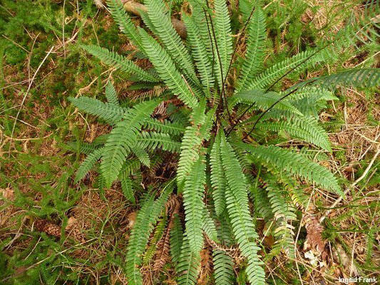 Blechnum spec. (200 Arten)