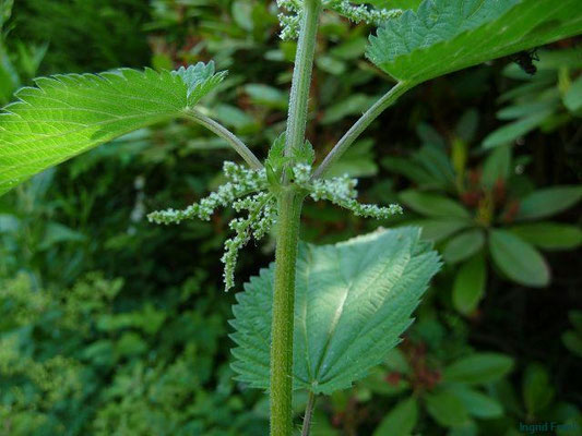 Urtica dioica / GroßeBrennnessel
