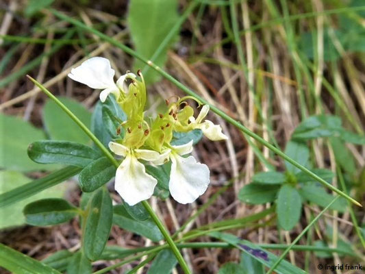 Teucrium montanum / Berg-Gamander