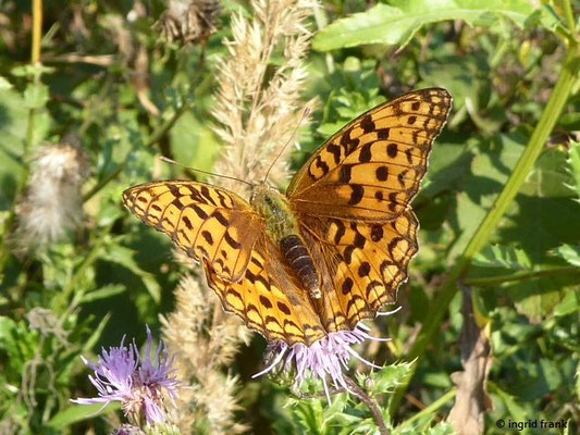Cirsium arvense / Acker-Kratzdistel    (20.08.2018; Altdorfer Wald bei Baumgarten)