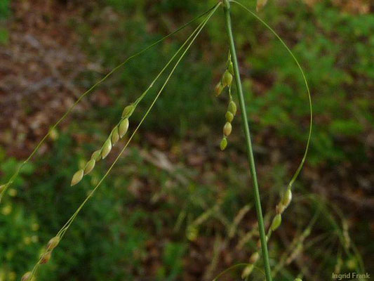 Milium efusum - Wald-Flattergras