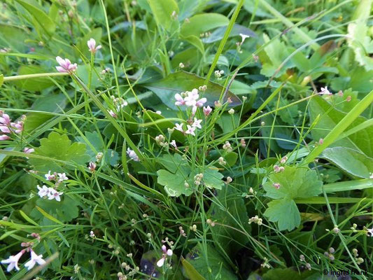 Asperula cynanchica / Hügel-Meier    (07.10.2019; NSG Hochwiesen-Pfullinger Berg)