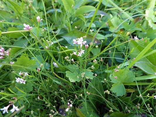 Asperula cynanchica / Hügel-Meier    (07.10.2019; NSG Hochwiesen-Pfullinger Berg)