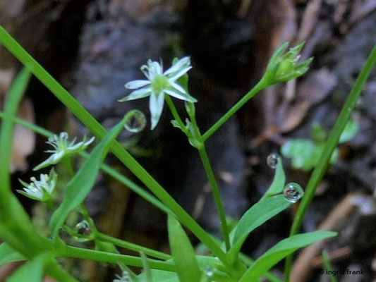 Stellaria alsine / Quell-Sternmiere    V-VII